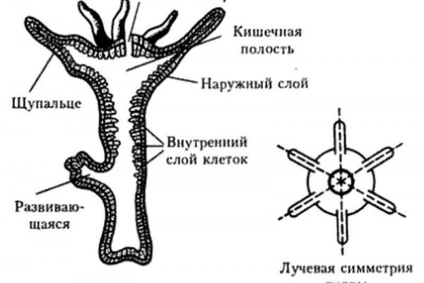 Kraken ссылка tor официальный сайт