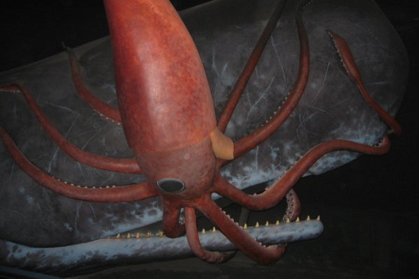 Кракен официальная ссылка kraken torion